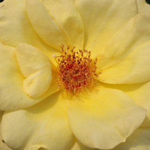 Онлайн магазин за рози - Жълт - Рози Флорибунда - интензивен аромат - Pоза Артчър Бел - Самюел Дара Макгриди IV - Подходяща за изложби,не е податлива на атмосферните условия.
